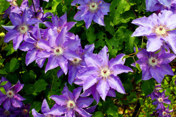 Картинка цветы клематис ломонос лепестки