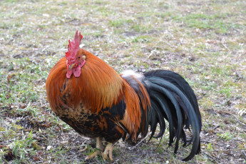 Картинка животные куры петухи птица