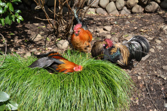 Картинка животные куры петухи птица трава дерево земля