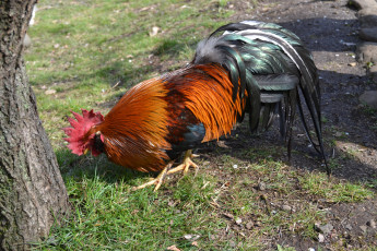 Картинка животные куры петухи птица трава дерево земля
