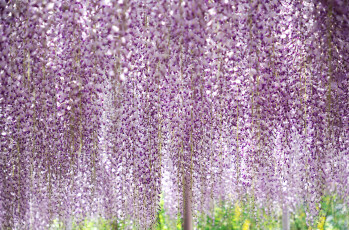 Картинка цветы глициния парк