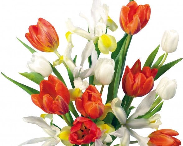 Обои картинки фото цветы, разные, вместе, тюльпаны