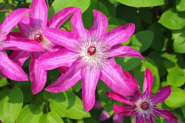 Обои картинки фото цветы, клематис, ломонос, лепестки