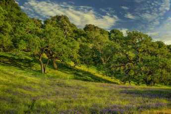 Картинка природа деревья люпин луг цветы