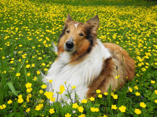 Картинка животные собаки колли