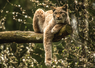 Картинка животные рыси кошка лапа
