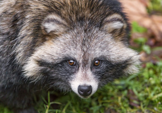 Картинка животные еноты портрет