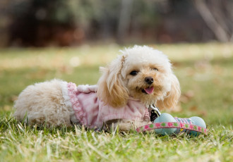 Картинка животные собаки милашка