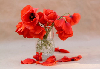 Картинка цветы маки букет