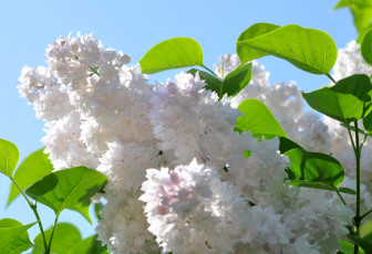 Картинка цветы сирень весна