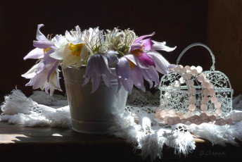 Картинка цветы анемоны +адонисы сон-трава