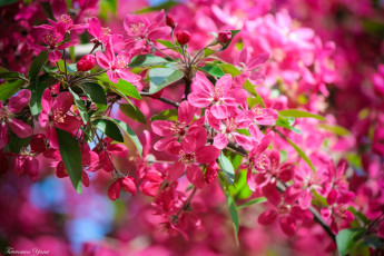 обоя цветы, цветущие деревья ,  кустарники, весна