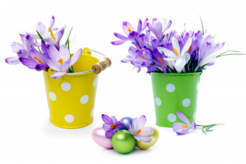 обоя цветы, крокусы, белый, сиреневый