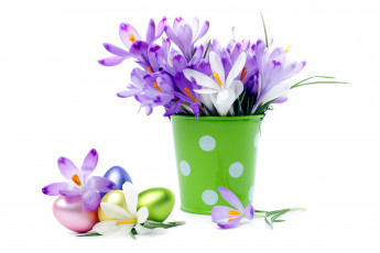 Картинка цветы крокусы белый сиреневый