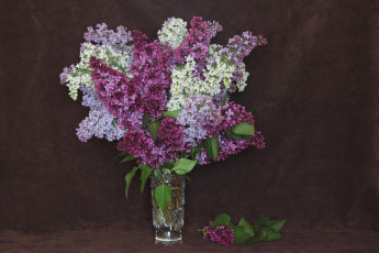 Картинка цветы сирень букет