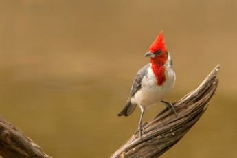 Картинка животные кардиналы хохолок