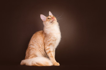 Картинка животные коты котейка