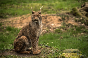 Картинка животные рыси кисточки кошка