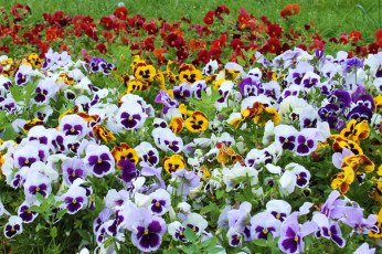 Картинка цветы анютины+глазки+ садовые+фиалки много