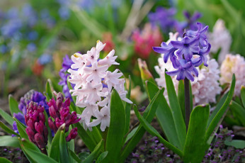 Картинка цветы гиацинты разноцветный