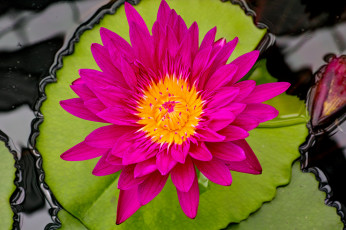 Картинка цветы лилии+водяные +нимфеи +кувшинки лиловый