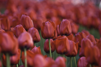 Картинка цветы тюльпаны красный