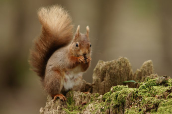 Картинка животные белки рыжик