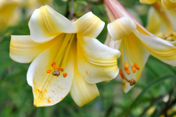 Картинка цветы лилии +лилейники макро