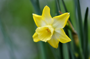 Картинка цветы нарциссы одинокий