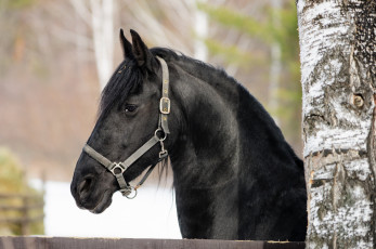 Картинка животные лошади вороной