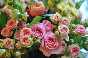 Картинка цветы розы розовый