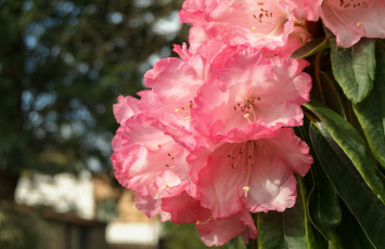 Картинка цветы рододендроны+ азалии розовый