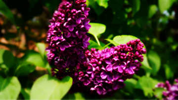 Картинка цветы сирень сиреневый