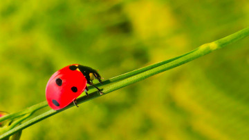 Картинка животные божьи+коровки стебель насекомое