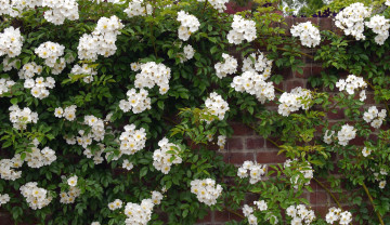 Картинка цветы шиповник стена