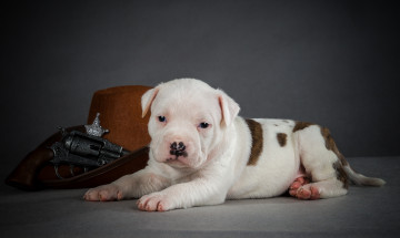 Картинка животные собаки щенок