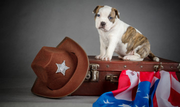 Картинка животные собаки щенок