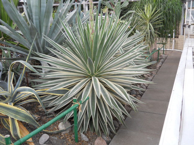 Обои картинки фото ботанический сад в киеве, цветы, кактусы, кактус, украина, киев, ботанический, сад, в, киеве