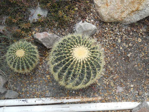 Обои картинки фото ботанический сад в киеве, цветы, кактусы, украина, киев, ботанический, сад, в, киеве