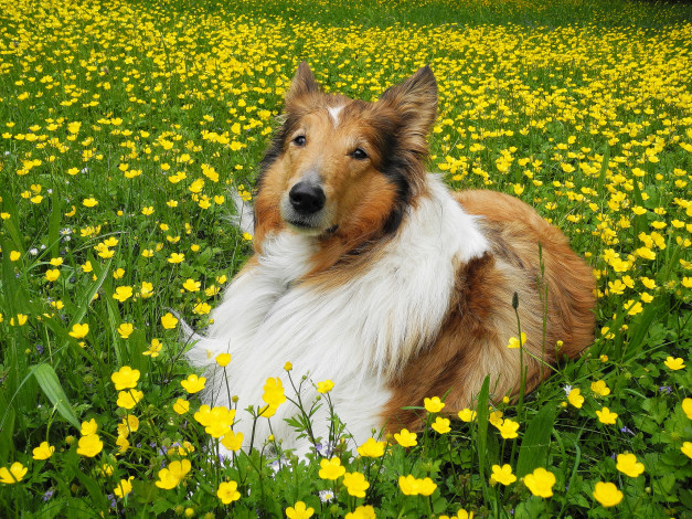 Обои картинки фото животные, собаки, колли