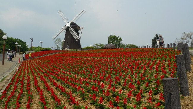 Обои картинки фото разное, мельницы, цветы
