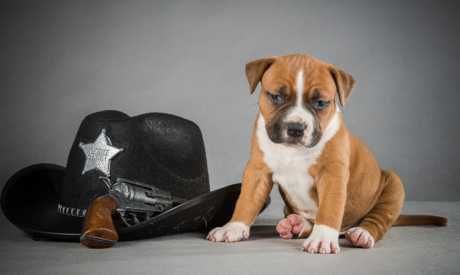 Обои картинки фото животные, собаки, щенок