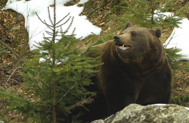 Обои картинки фото животные, медведи, бурый
