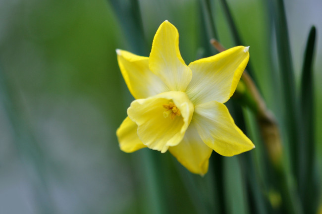 Обои картинки фото цветы, нарциссы, одинокий