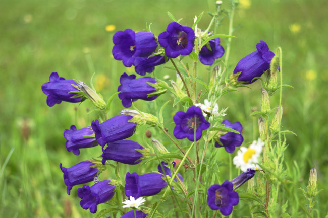 Обои картинки фото цветы, колокольчики, фиолетовый