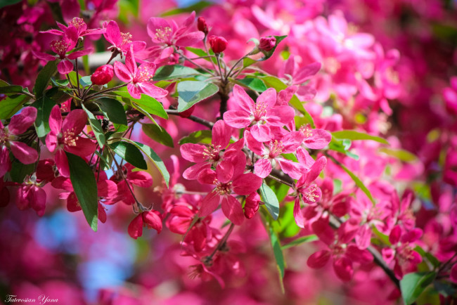 Обои картинки фото цветы, цветущие деревья ,  кустарники, весна