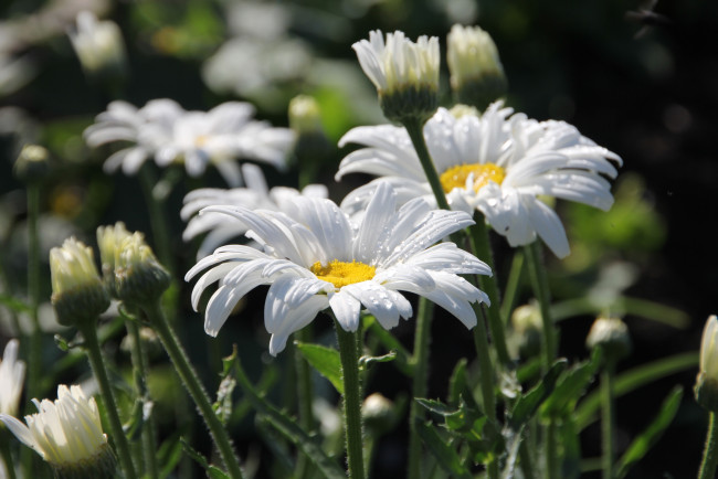 Обои картинки фото цветы, ромашки, лепестки