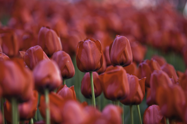 Обои картинки фото цветы, тюльпаны, красный