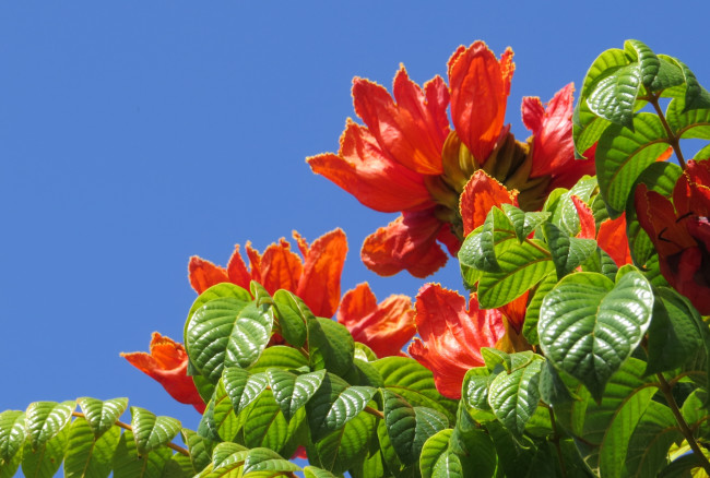 Обои картинки фото цветы, цветущие деревья ,  кустарники, тюльпанное, дерево