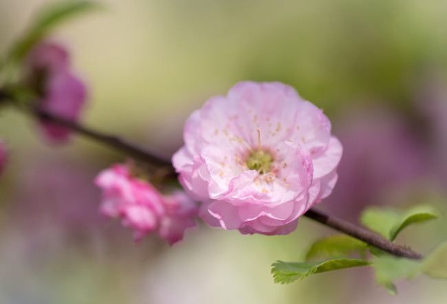 Обои картинки фото цветы, цветущие деревья ,  кустарники, слива